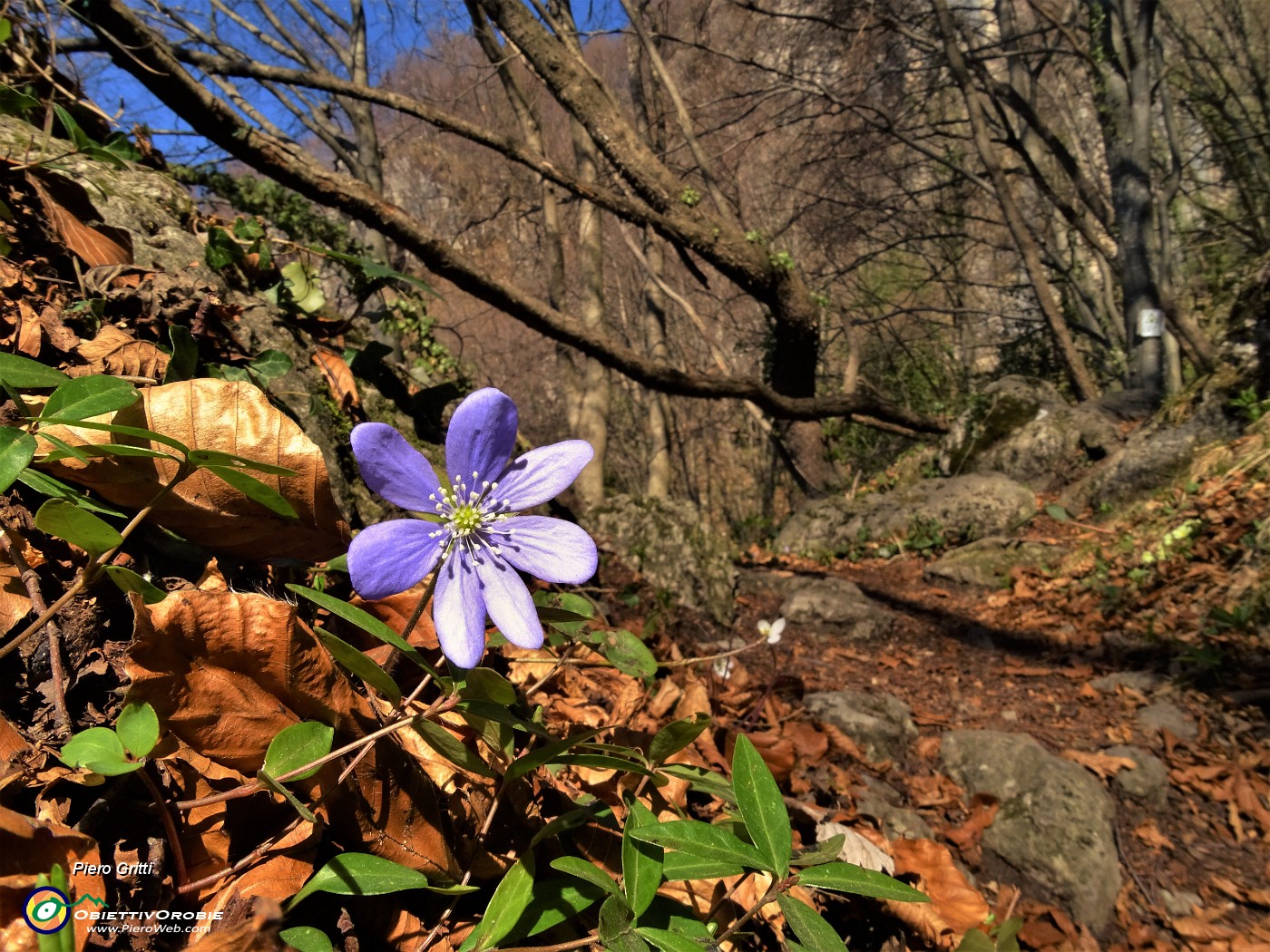 16 Fiore di hepatica nobilis .JPG